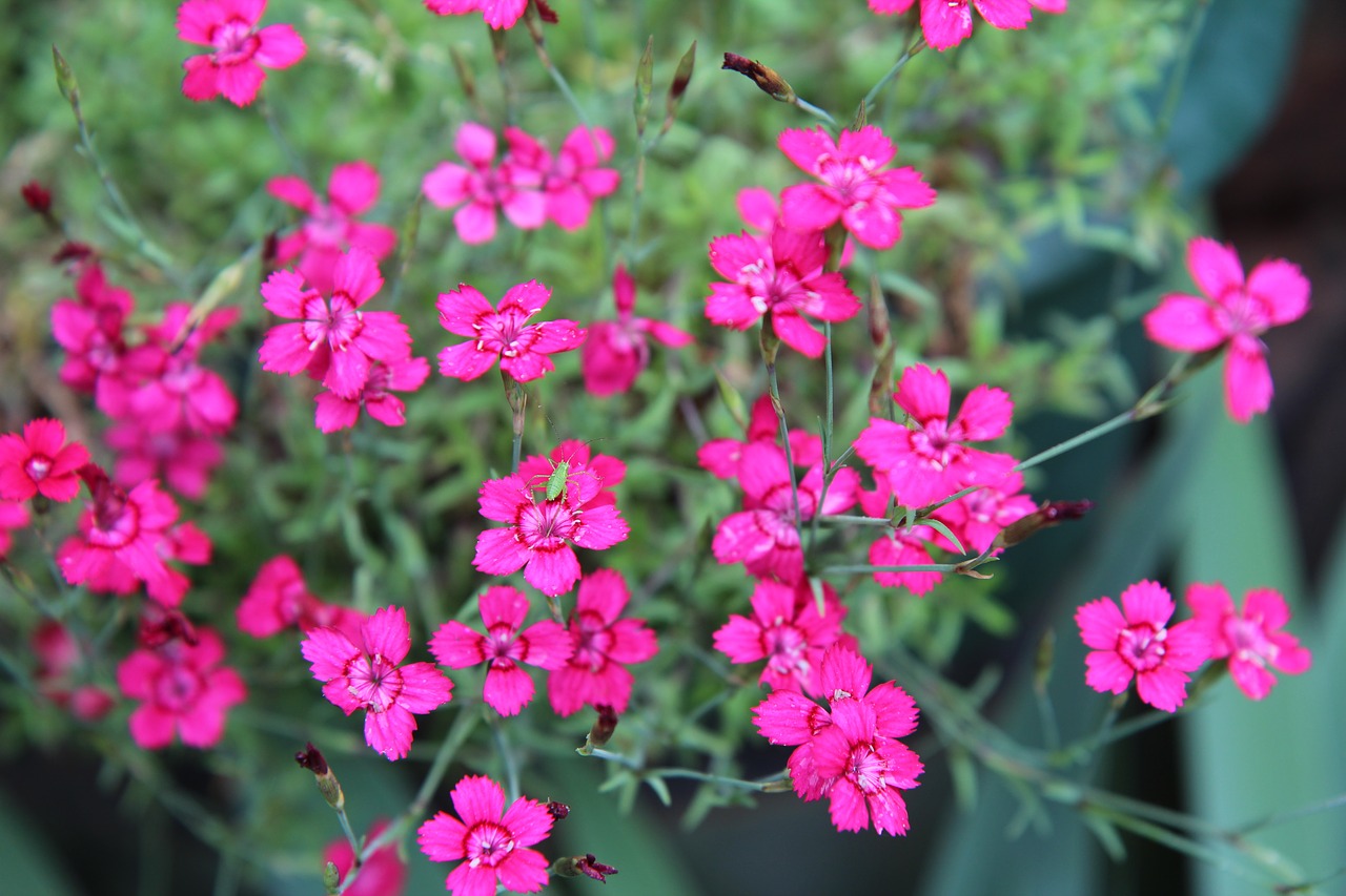 eyelet  mini eyelets  flowering free photo