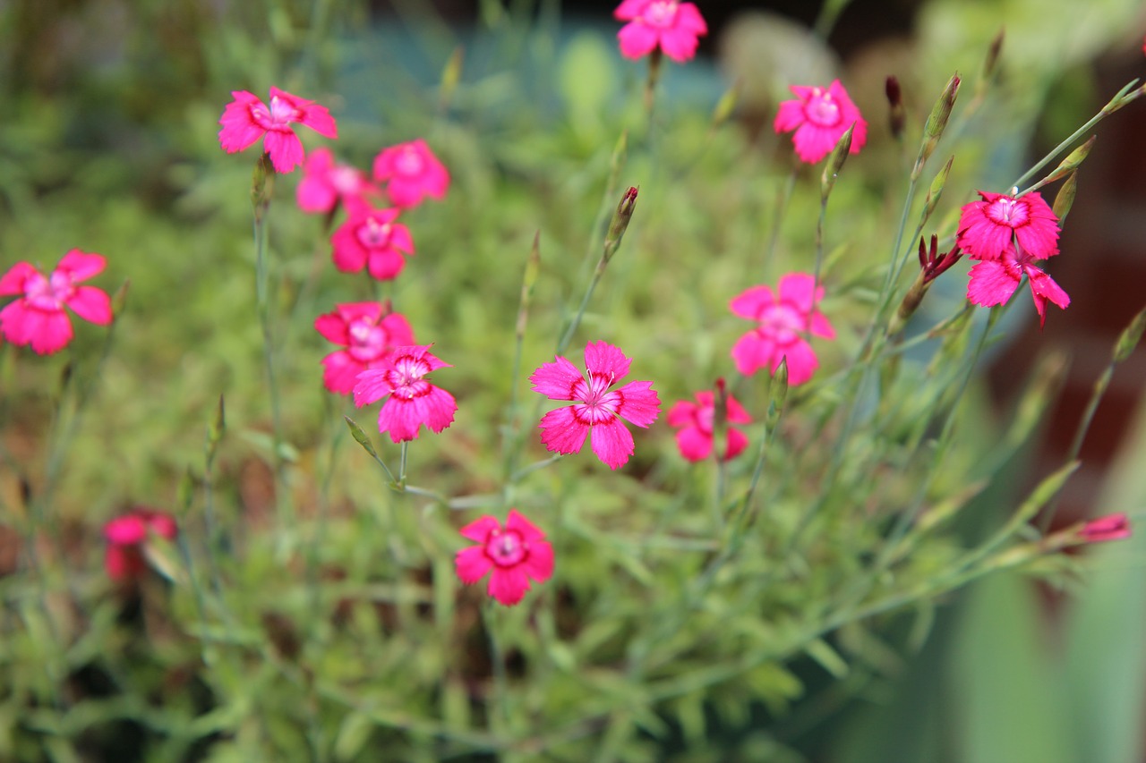 eyelets  eyelets mini  flowering free photo