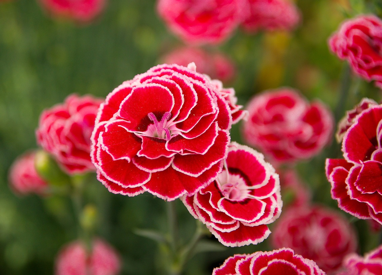 eyelets flowers spring free photo