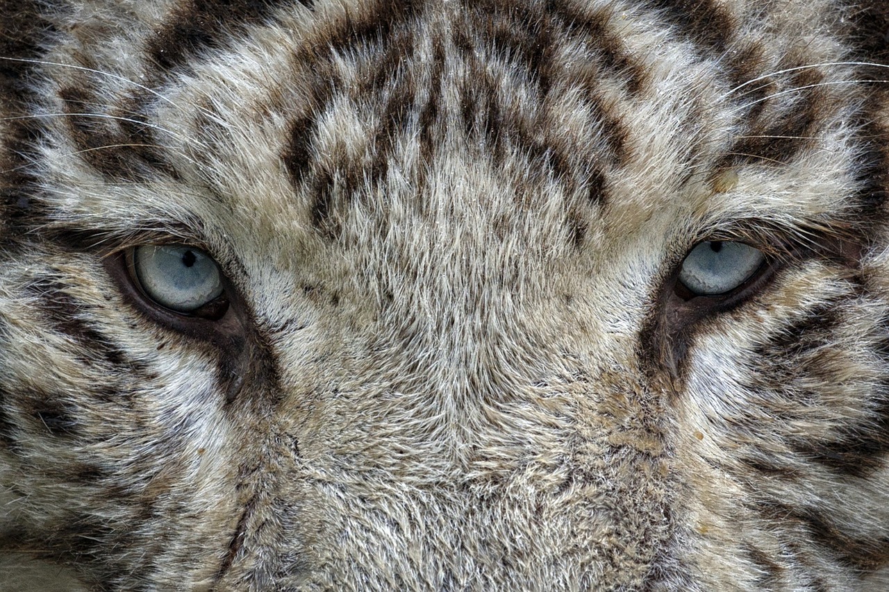 eyes white tiger tiger free photo