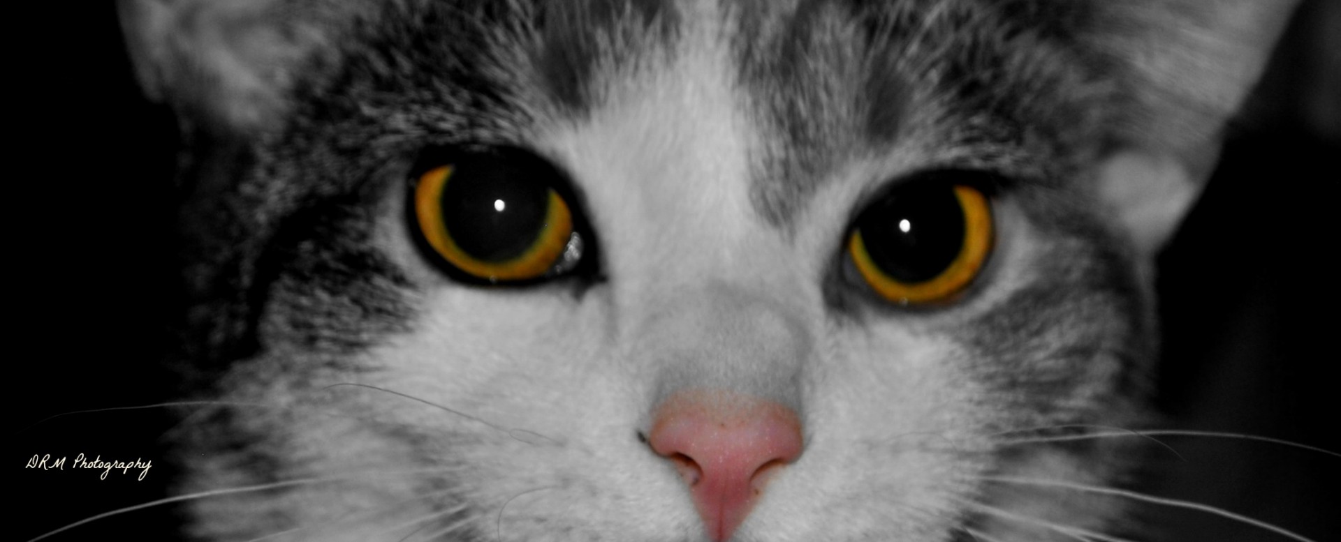 eyes cats calico free photo