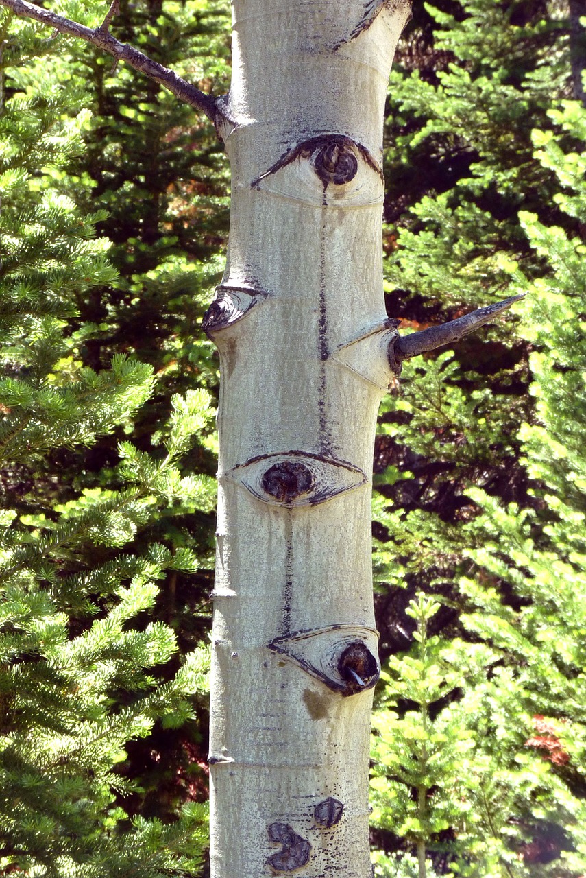 eyes tree organic free photo