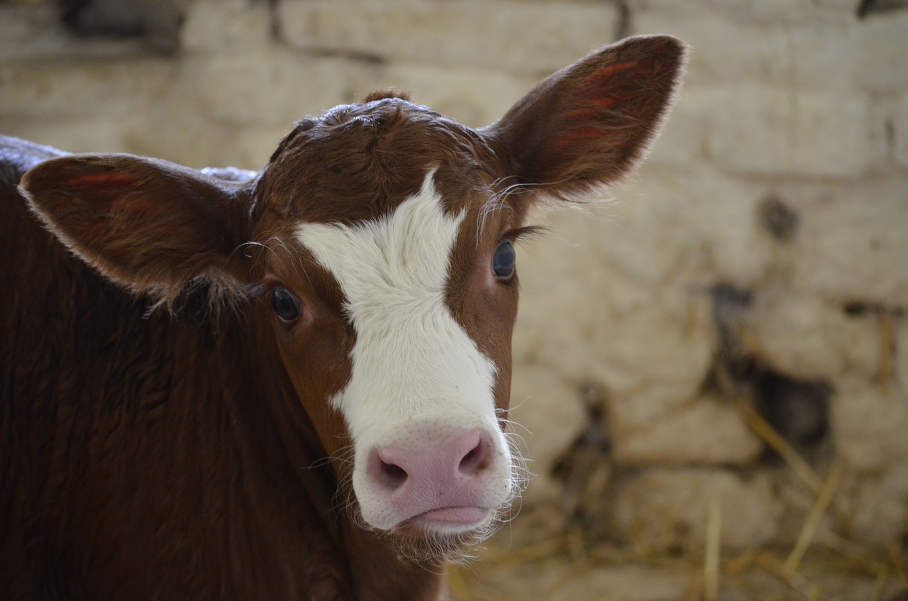 eyes eyelashes big ears free photo