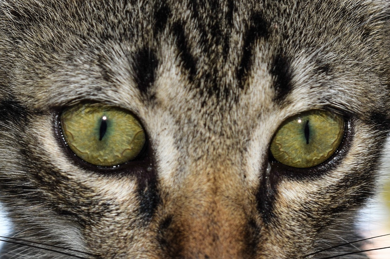 eyes cat cat eyes free photo