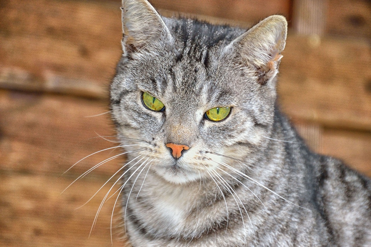 eyes  portrait  animal free photo