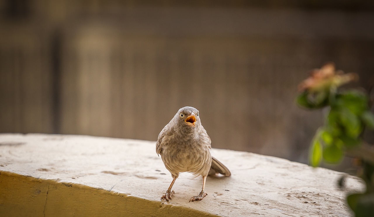 eyes  animal  blue free photo