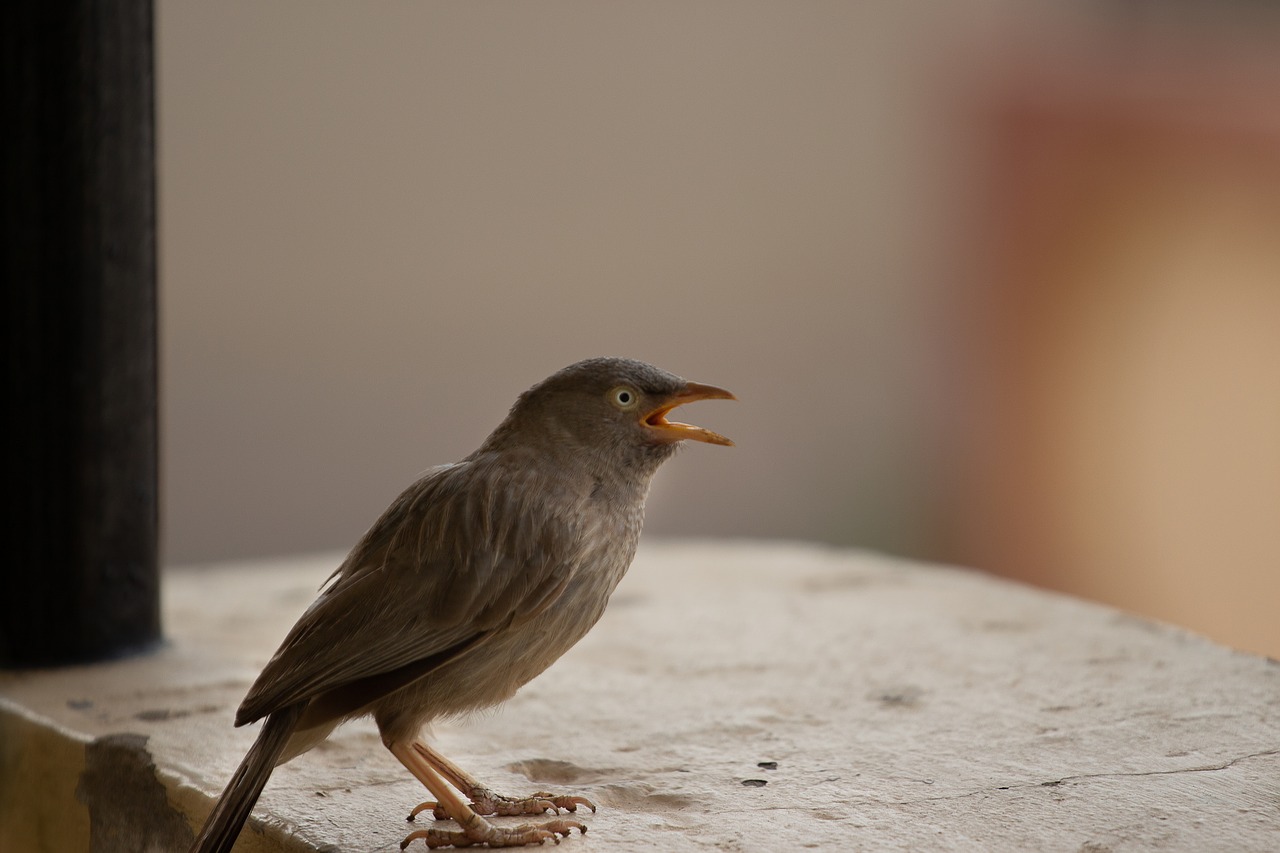 eyes  animal  blue free photo