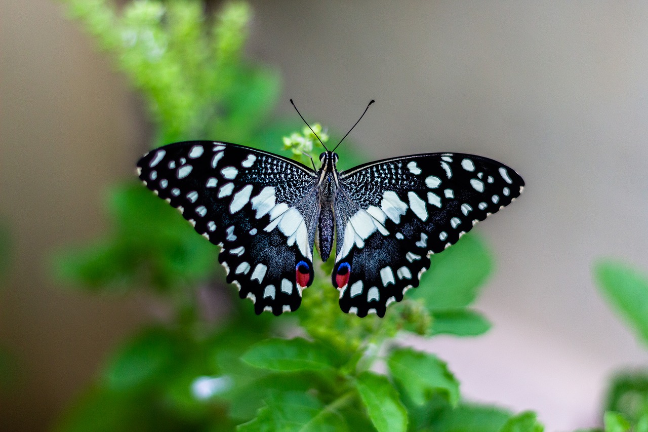 eyes  animal  blue free photo