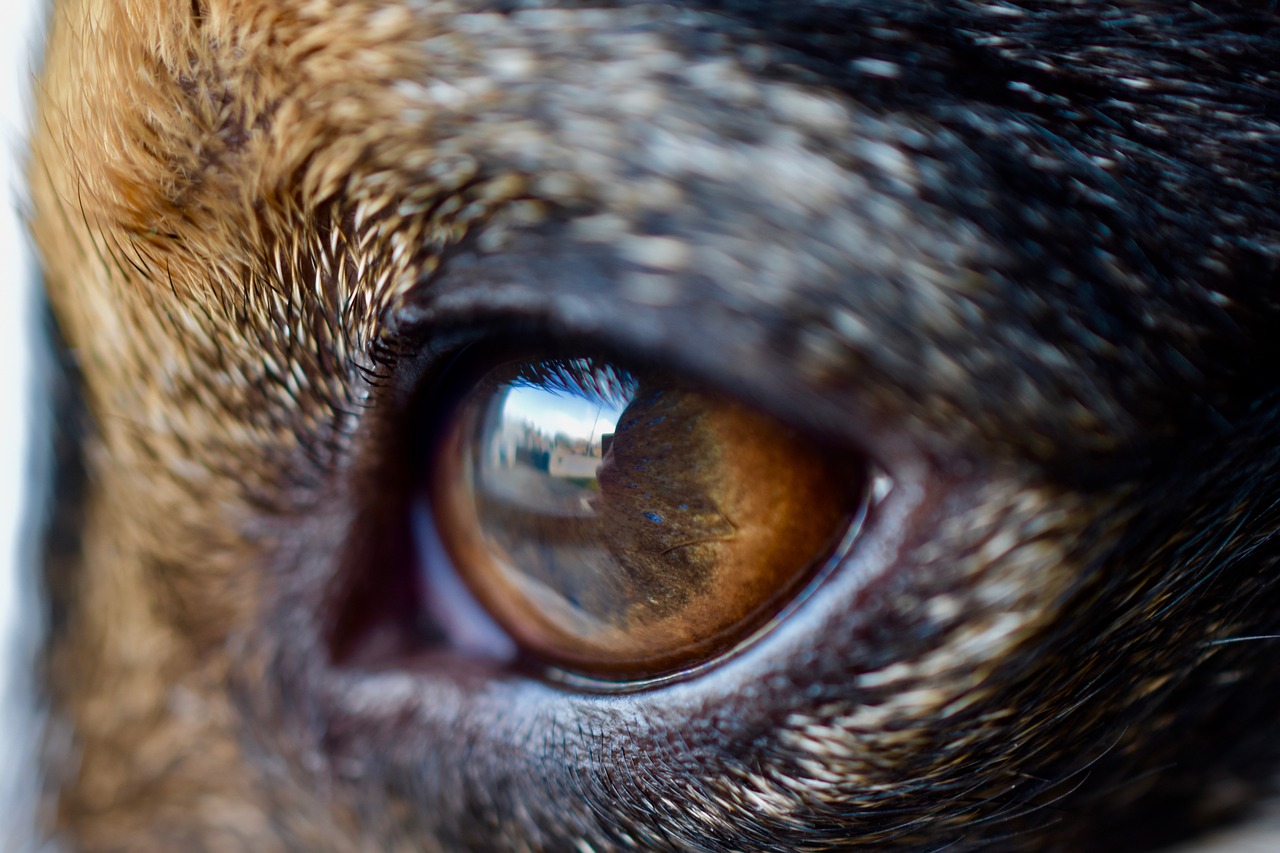 eyes  eye  dog free photo