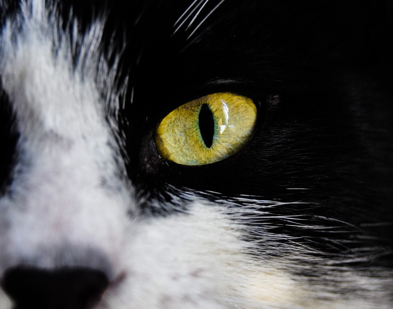 eyes  green eye  cat free photo