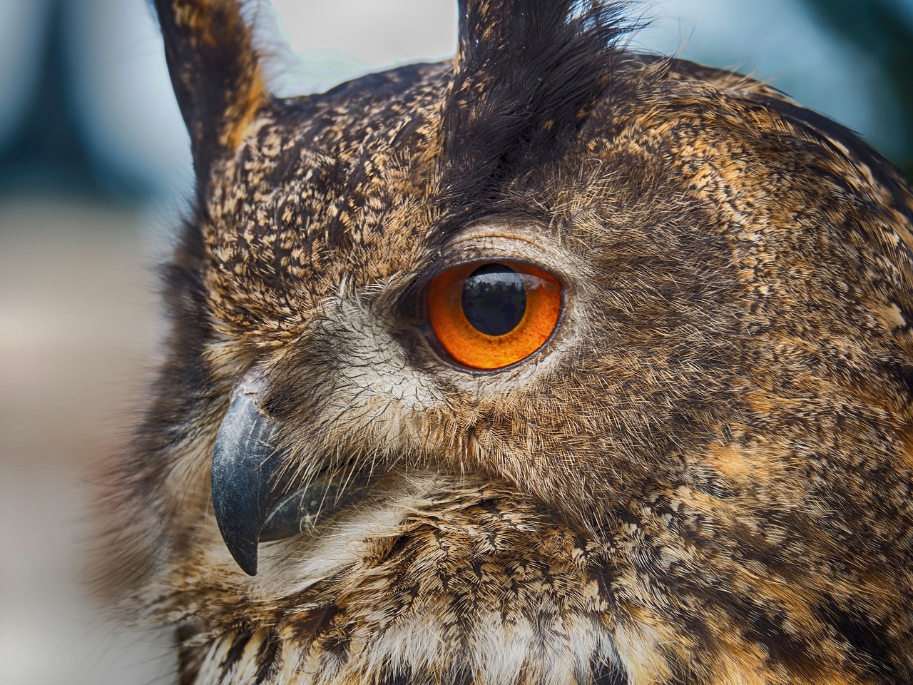 eyes  owl  bird free photo