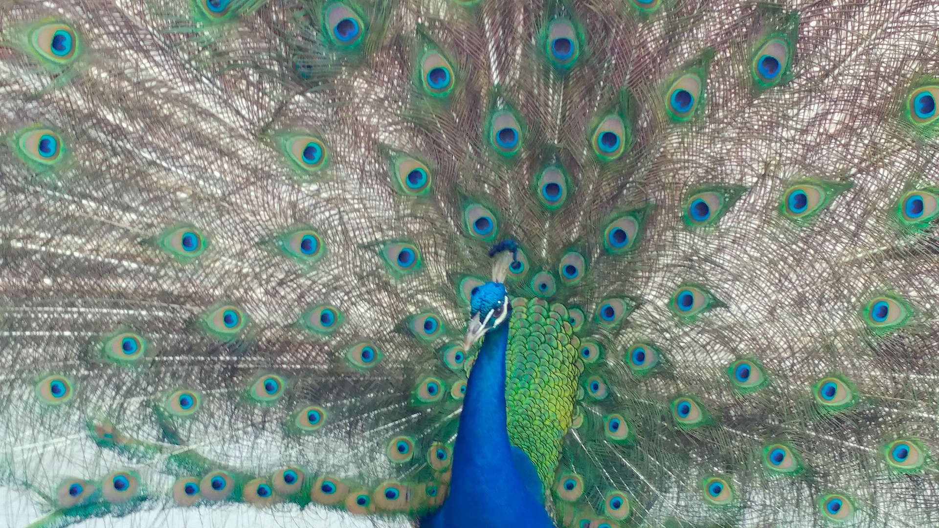 peacock bird animal free photo