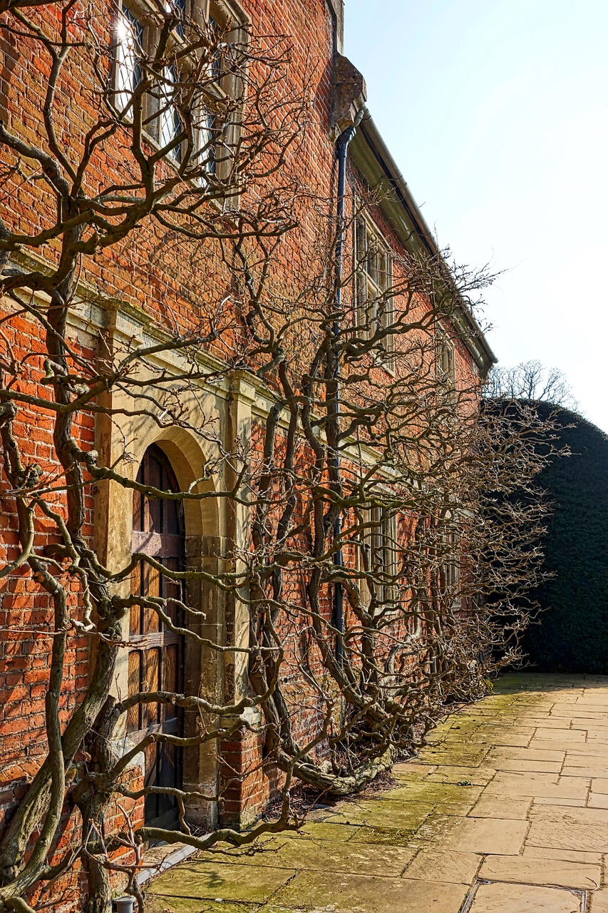 facade vines climbing free photo