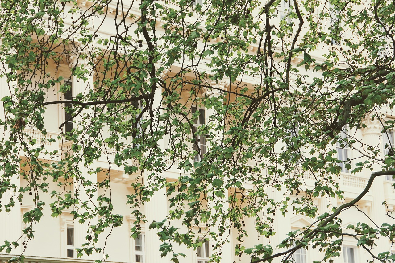 facade tree image free photo