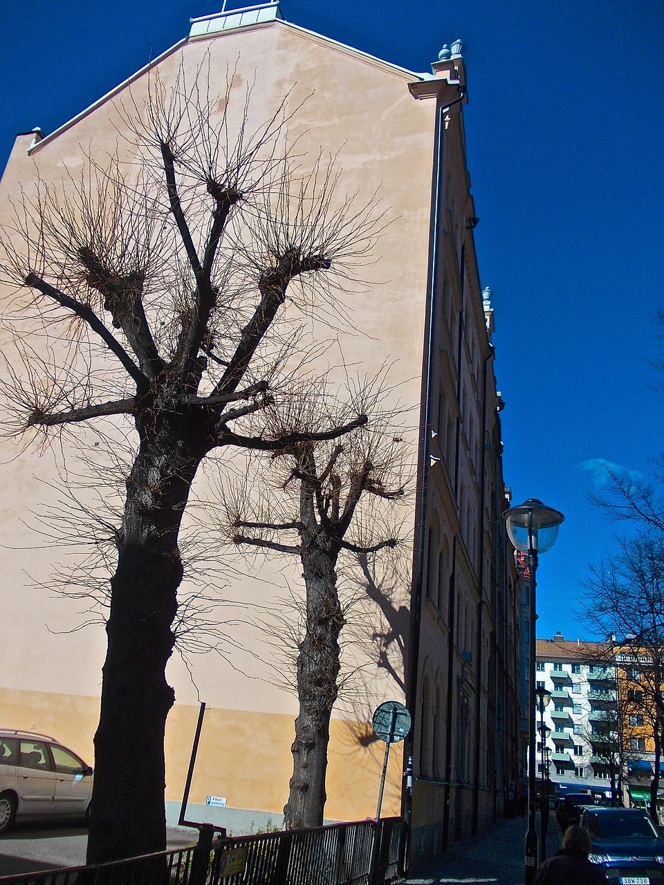 facade tree shade mariatorget free photo