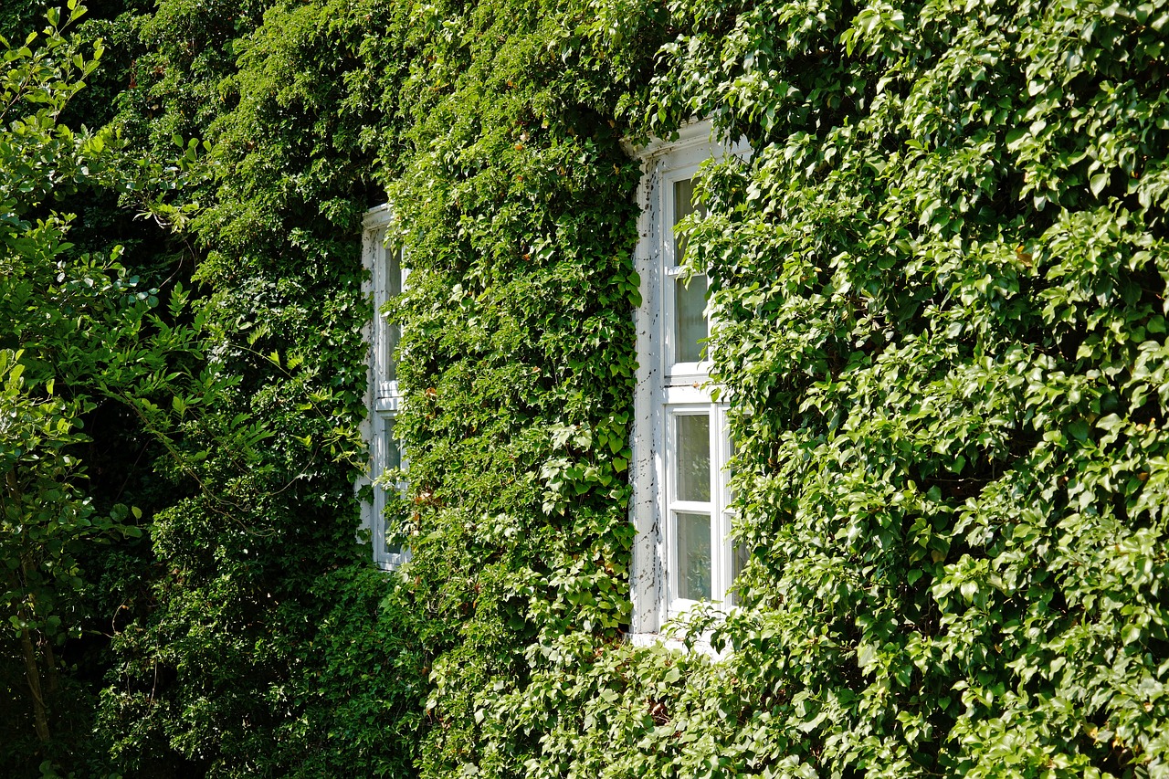 facade  ivy  window free photo