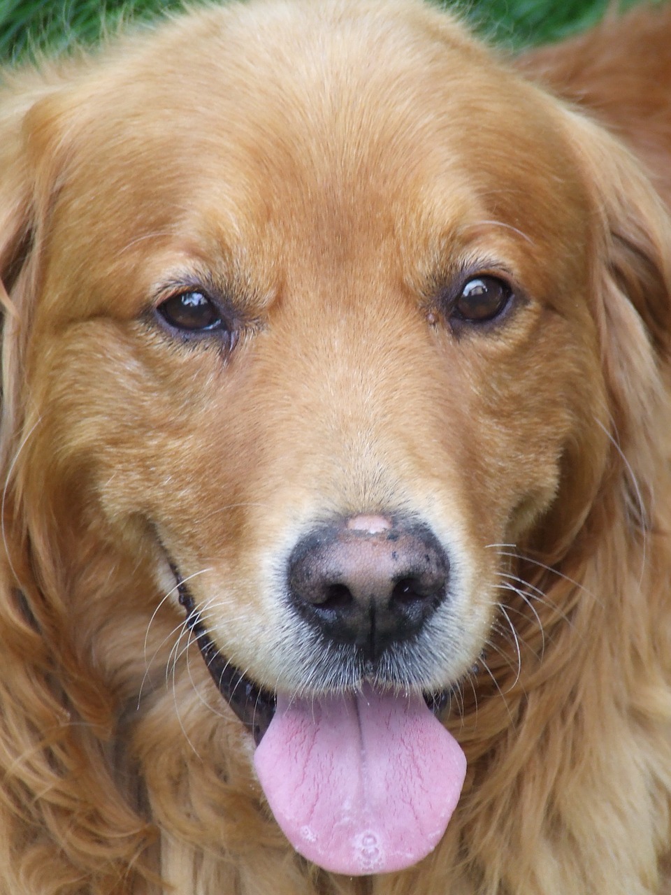 face dog the golden retriever free photo