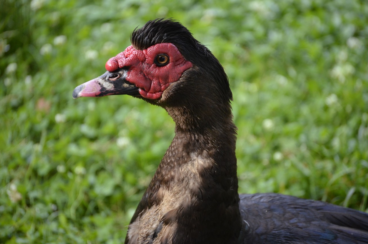 face duck bird free photo