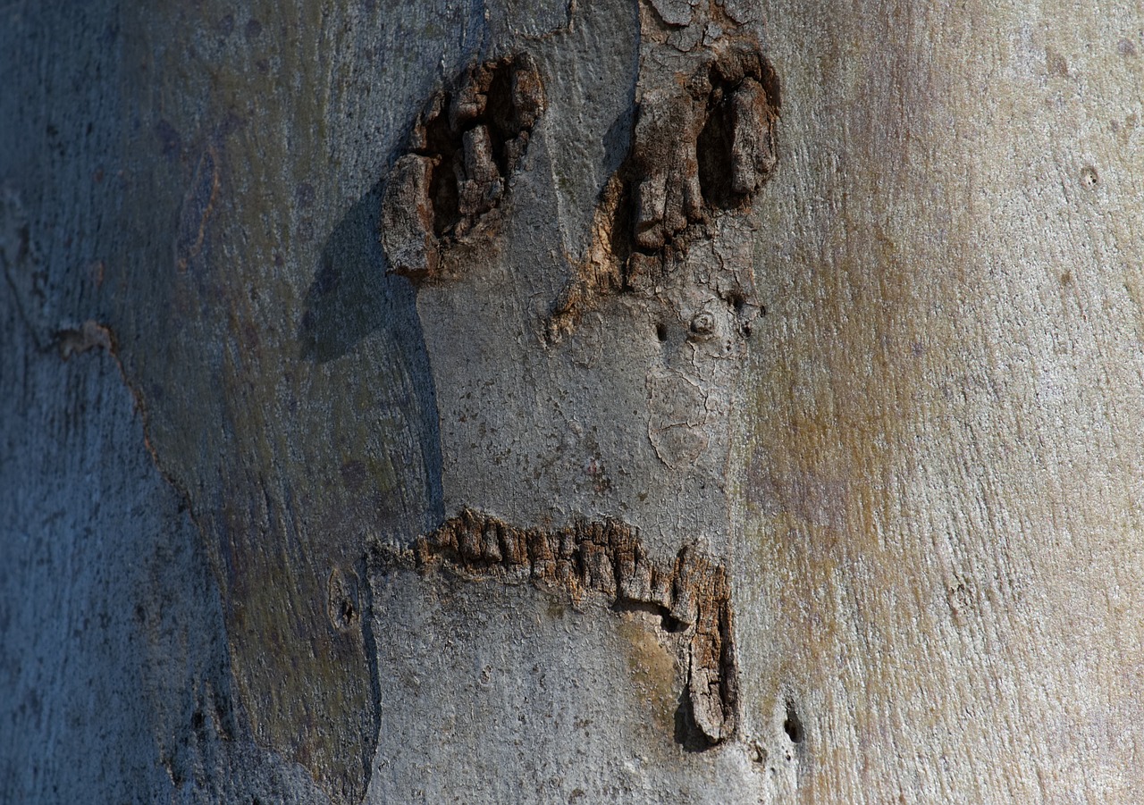 face tree scary free photo