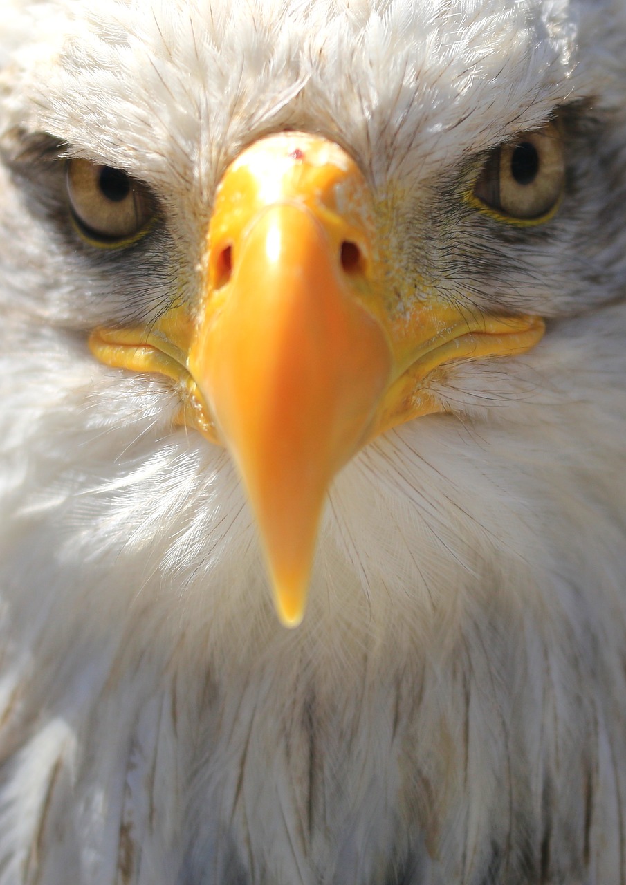 face adler white tailed eagle free photo