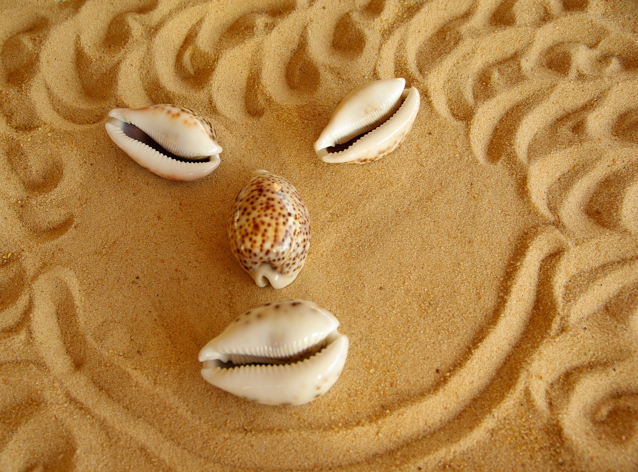face shells sand free photo