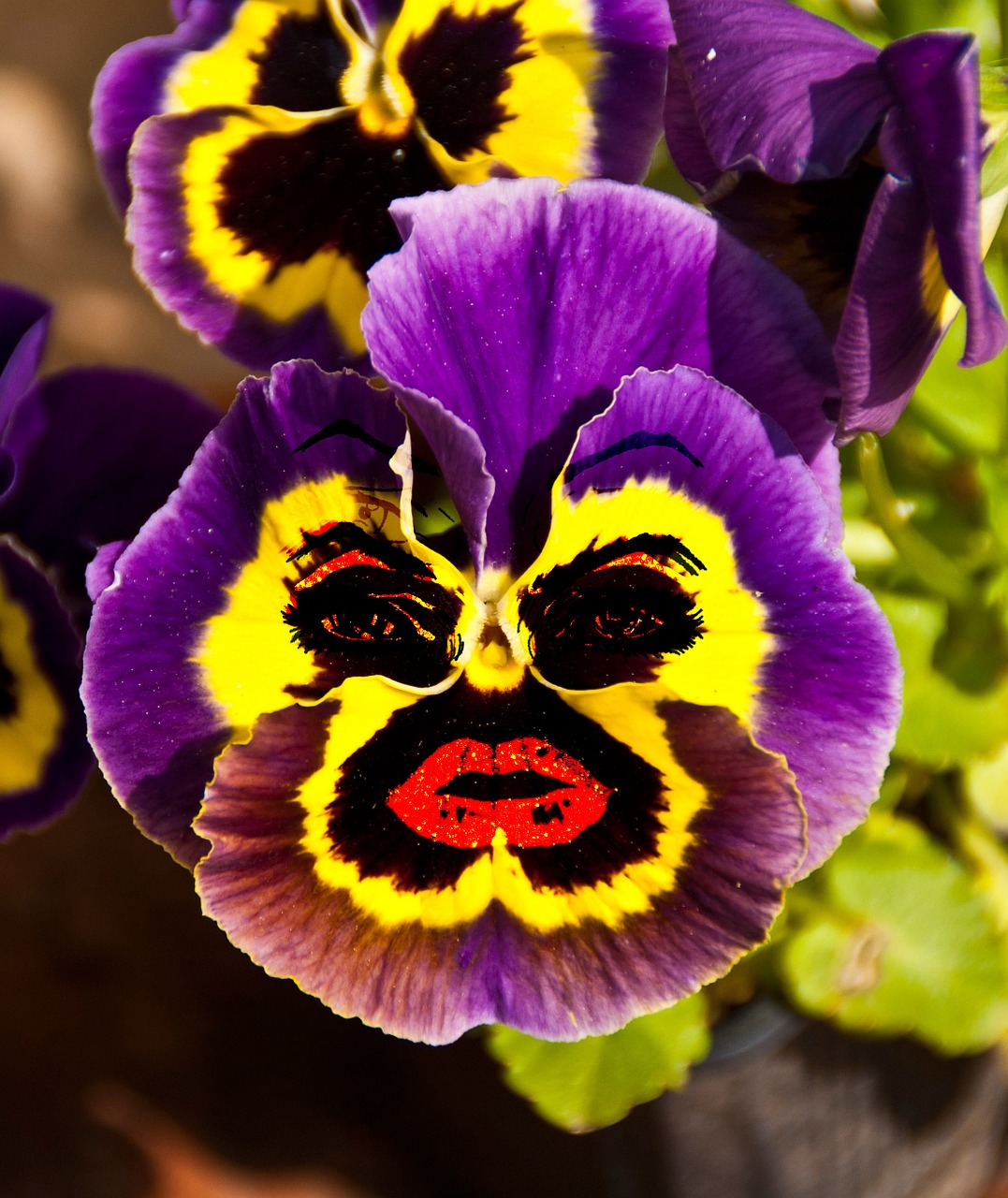 face pansy laugh free photo