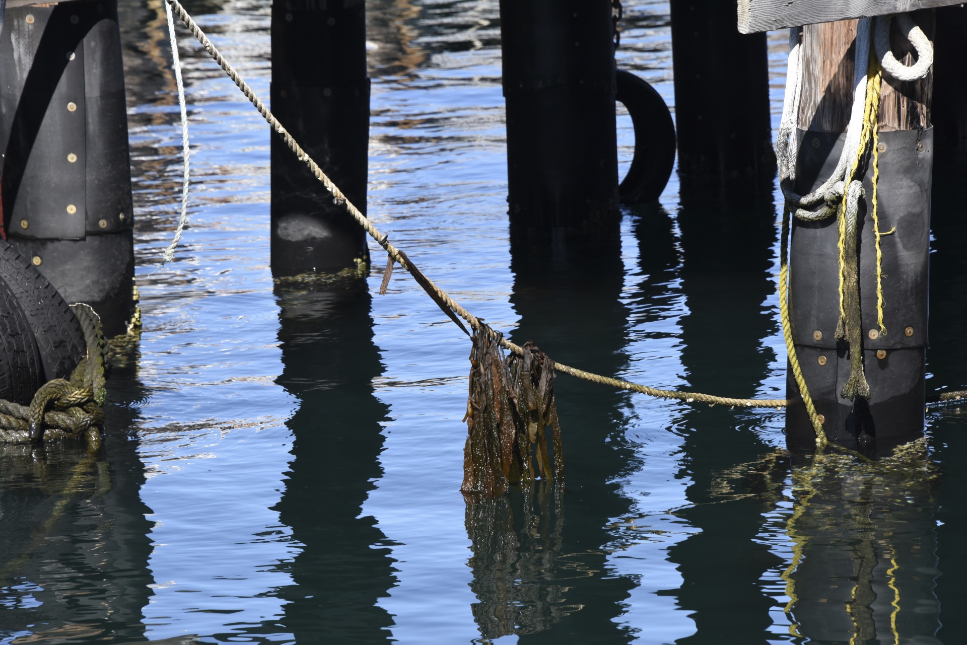 face rope dock free photo