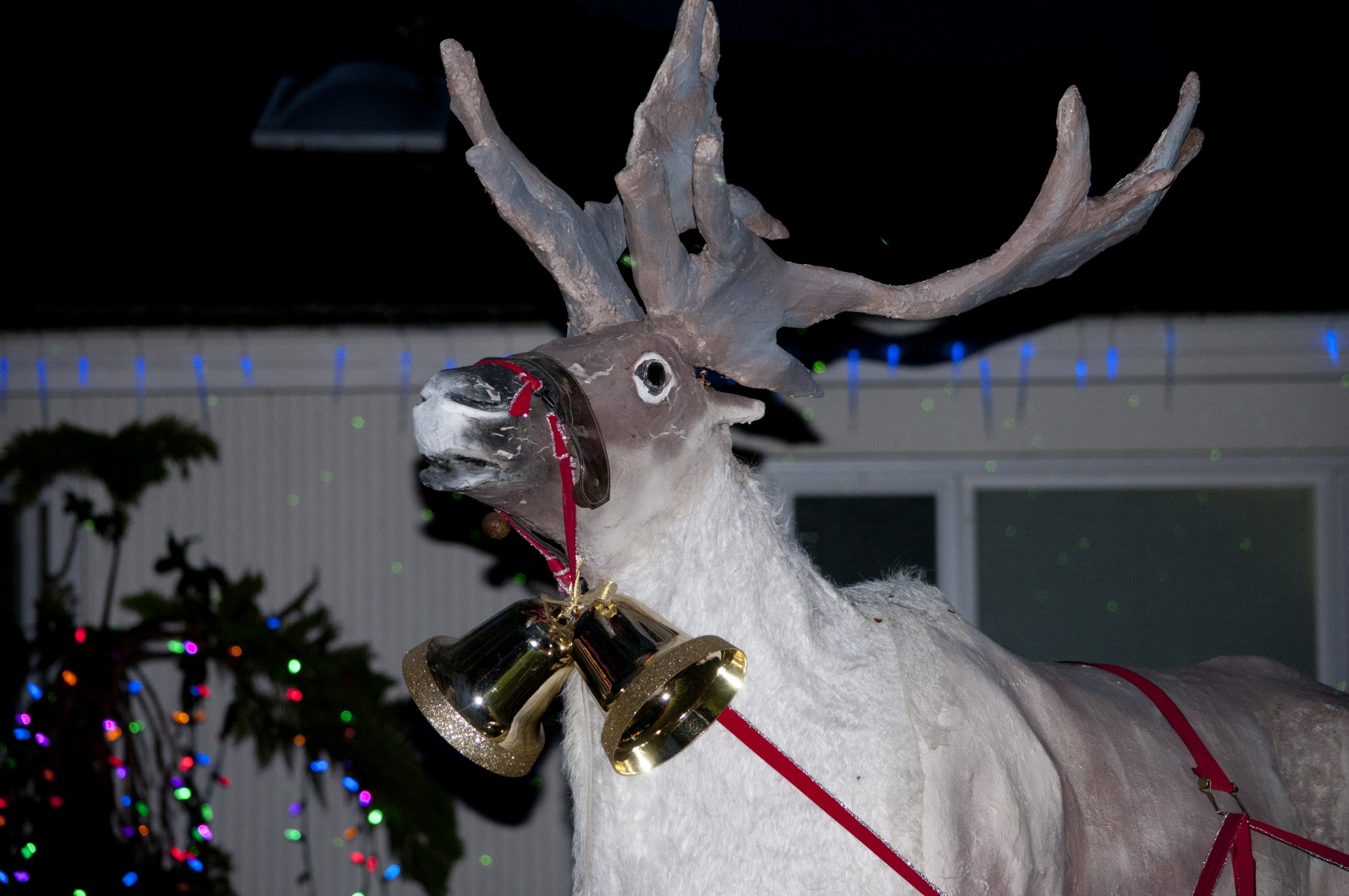 reindeer santa rudolph free photo