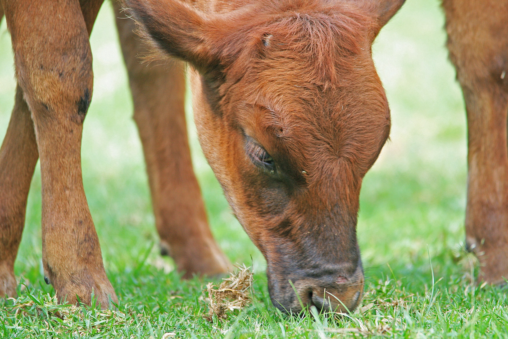 calf bovine young free photo