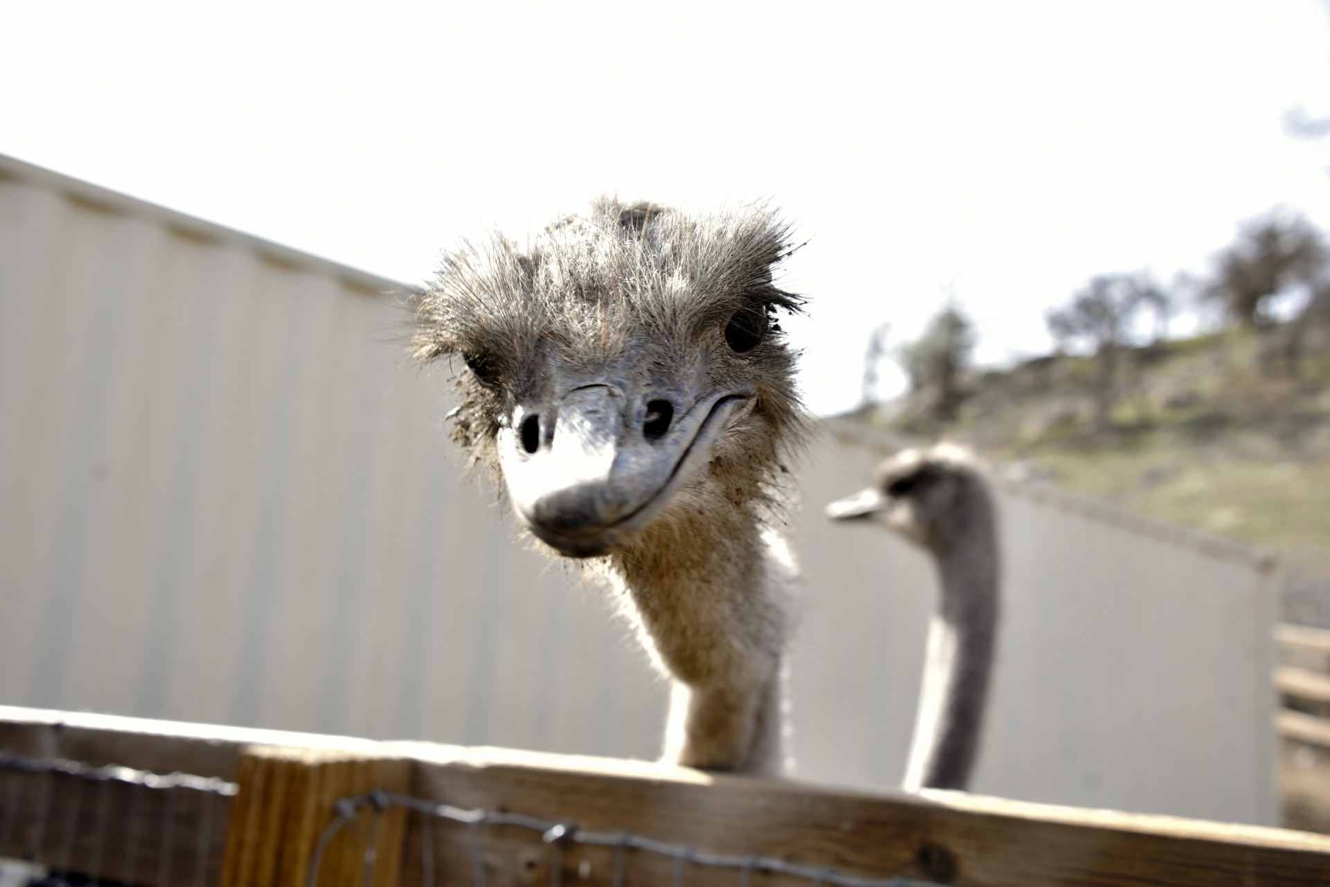 ostrich face looking free photo