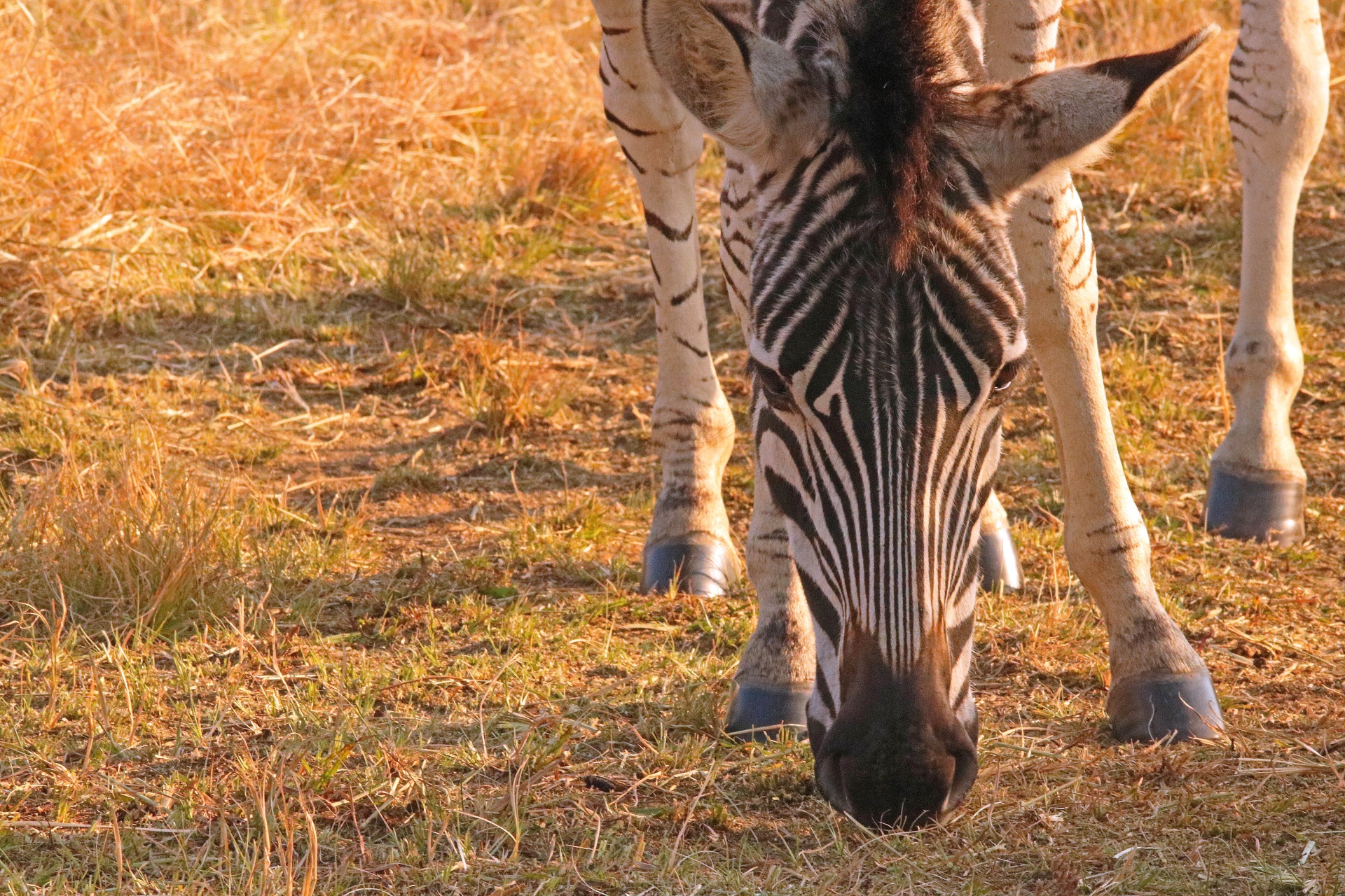 animal zebra young free photo