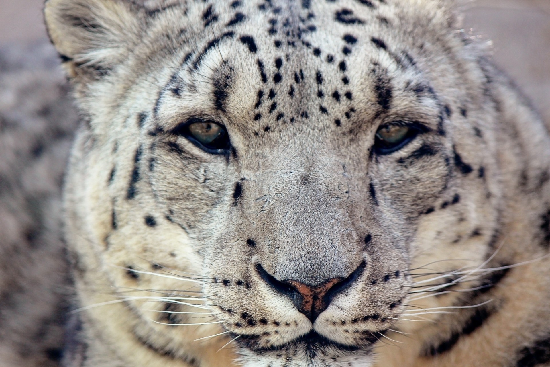 leopard snow leopard portrait free photo