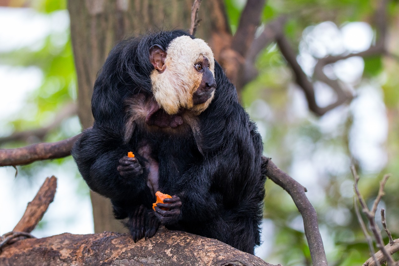 face white saki monkey primate free photo