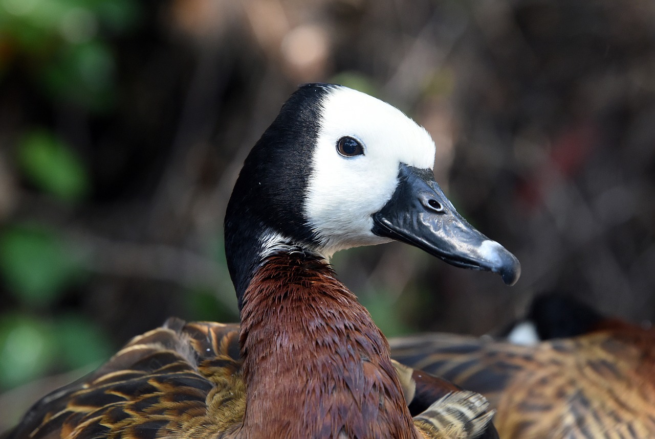 faced whistling duck duck bird free photo