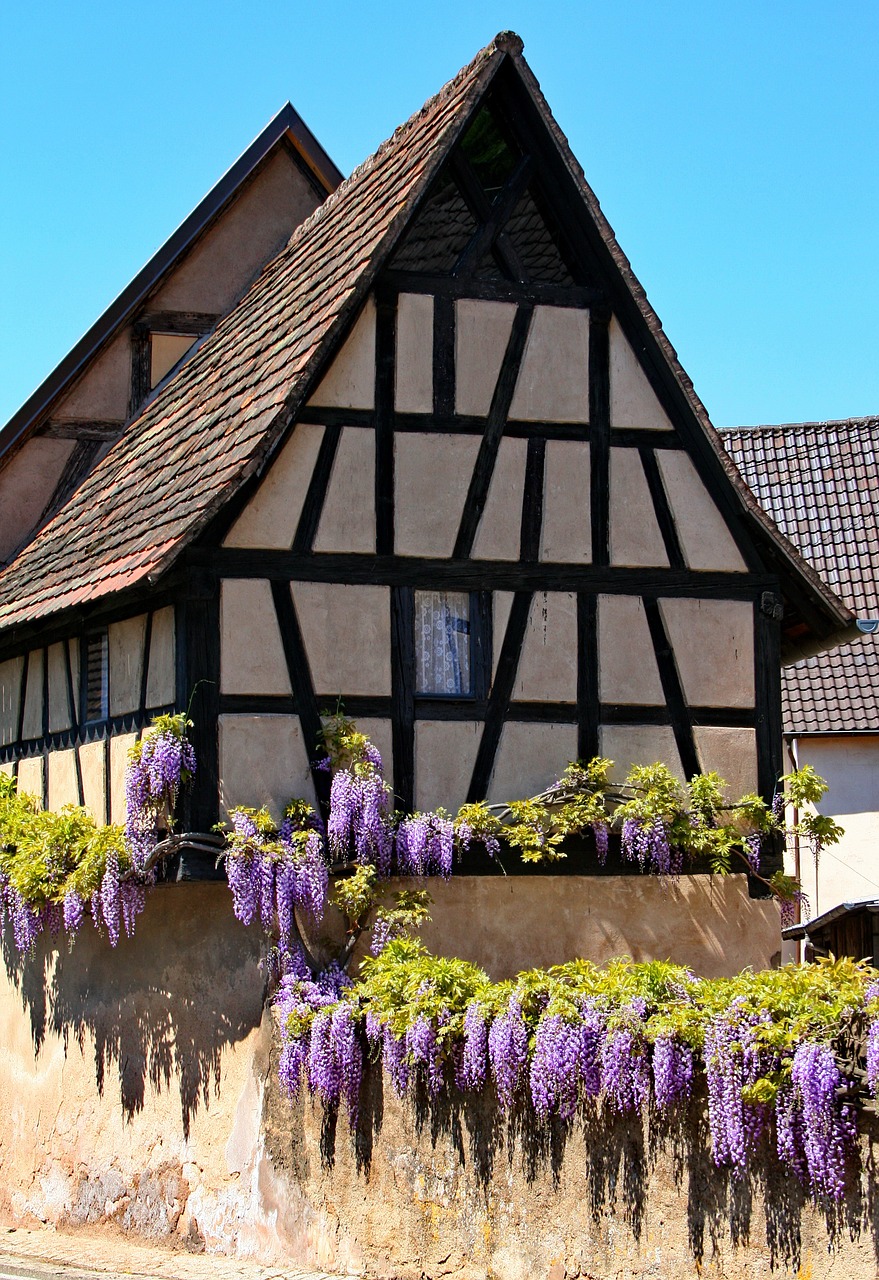 fachwerkhaus wisteria truss free photo