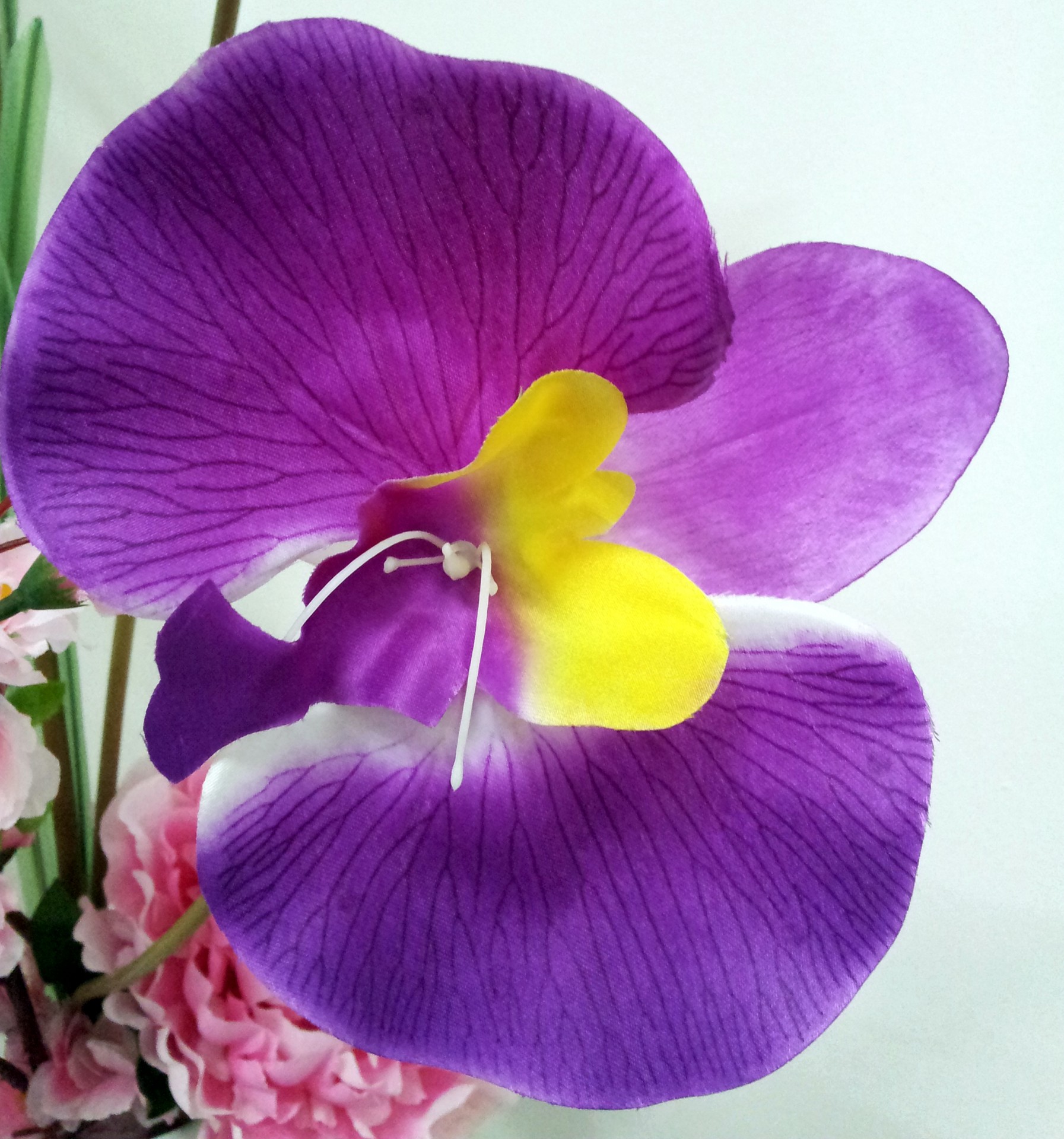 fade orchid flower free photo