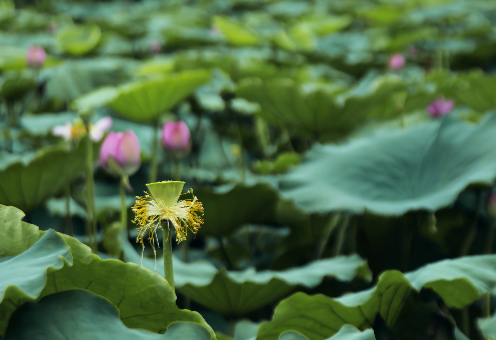 lotus flower west lake free photo