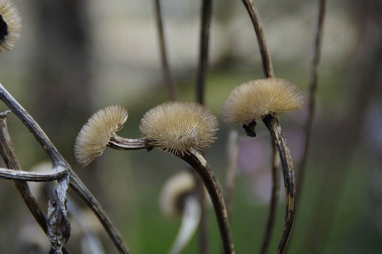 faded flourished from seeds was free photo