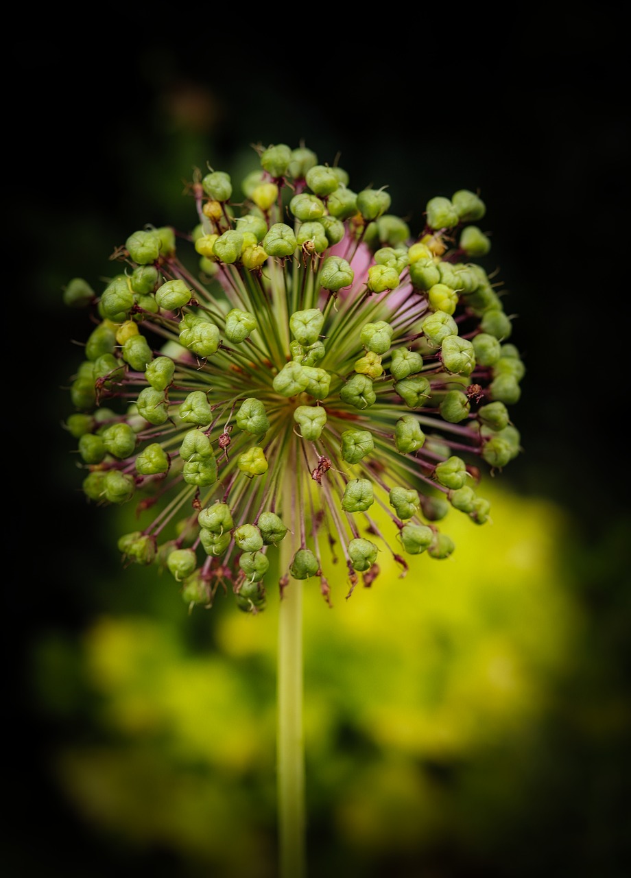 faded  flower  nature free photo