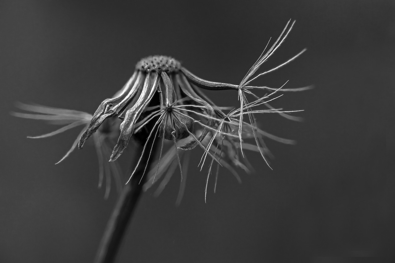 faded  dandelion  seeds free photo