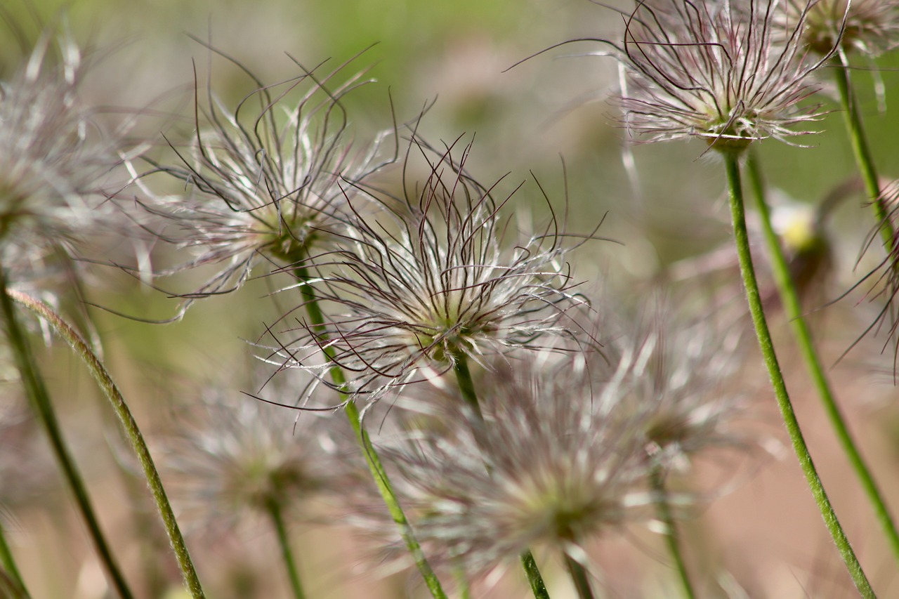 faded  dry flower  pasqueflower free photo