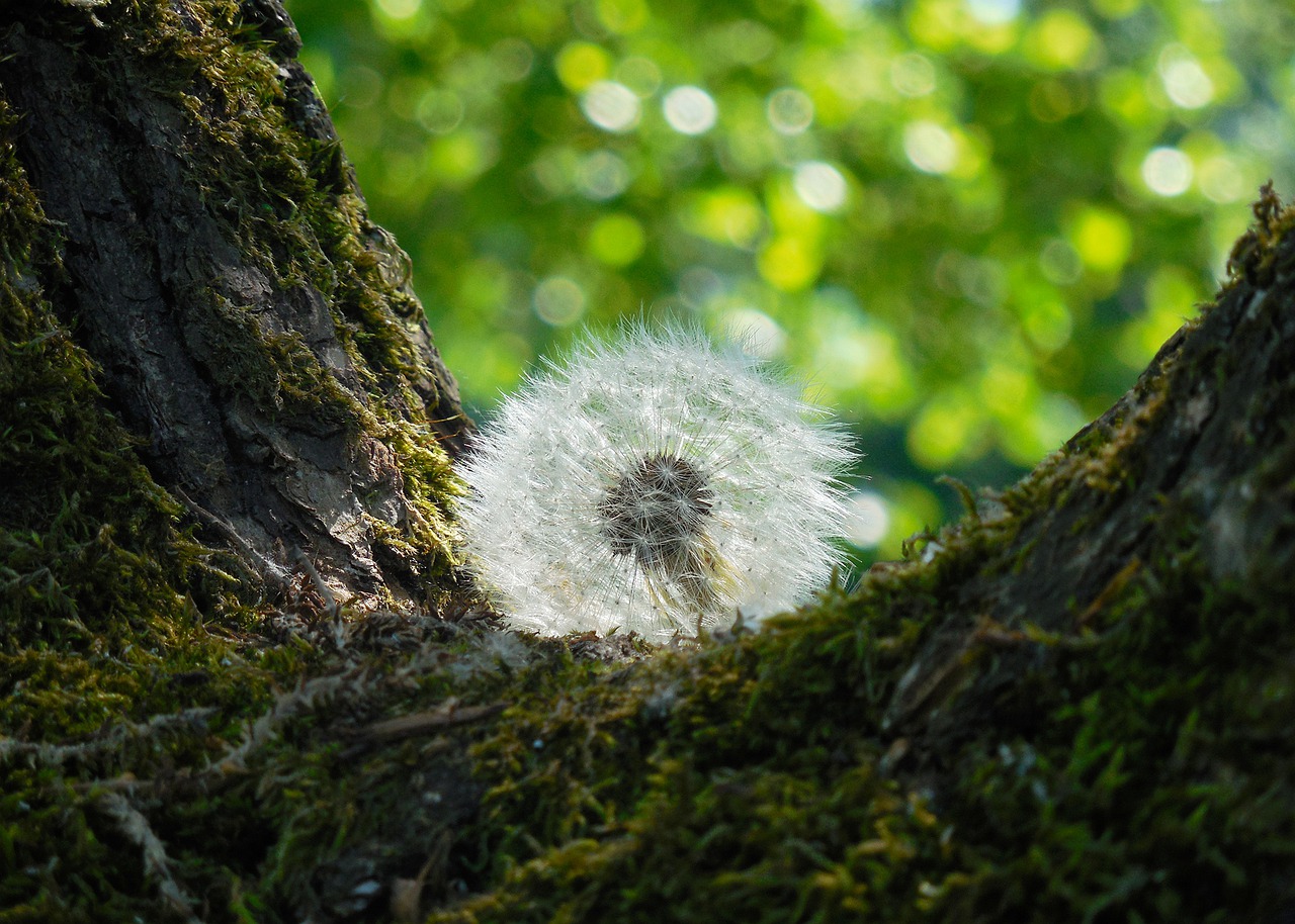 faded dandelion fluff tree free photo