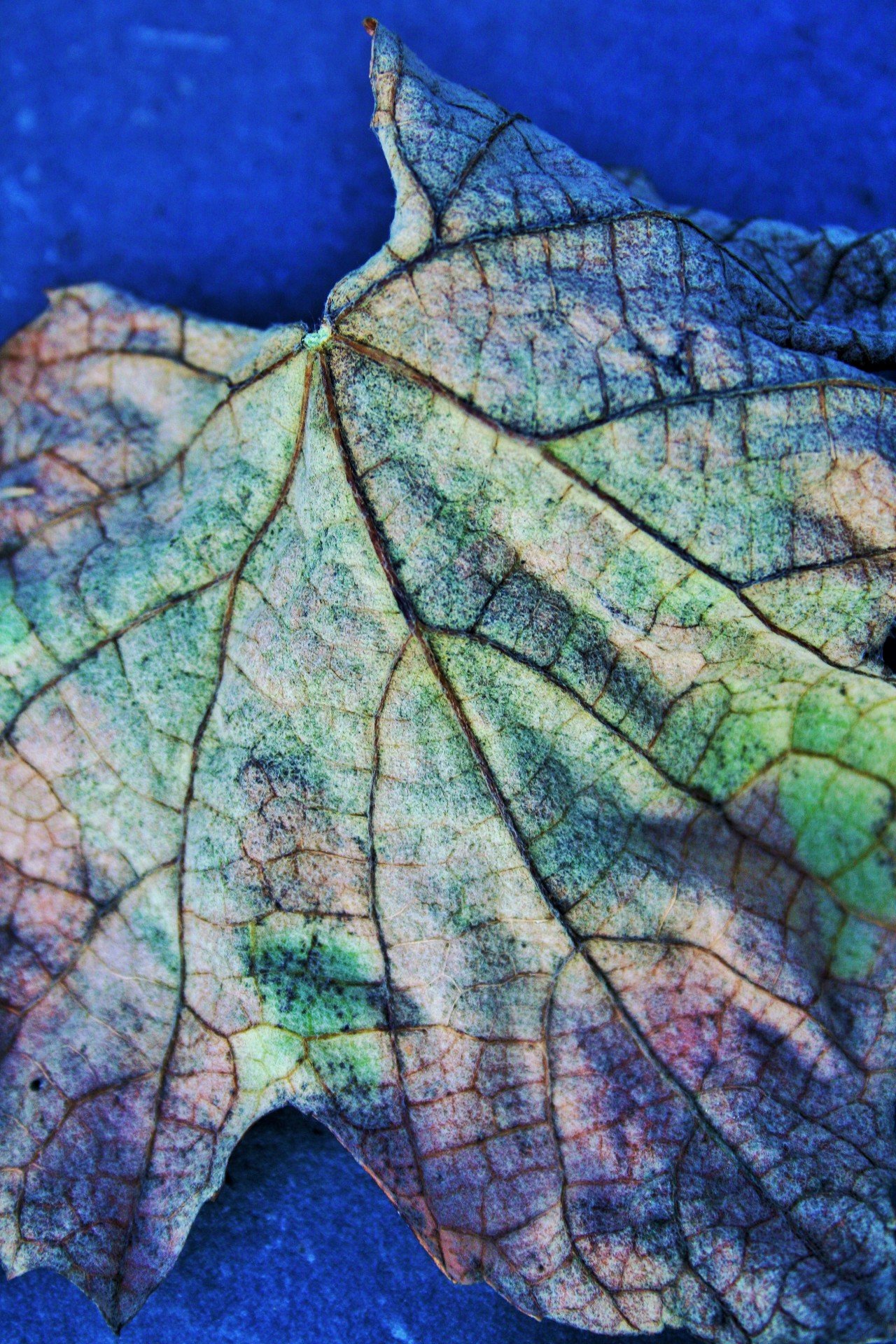 leaf dry faded free photo