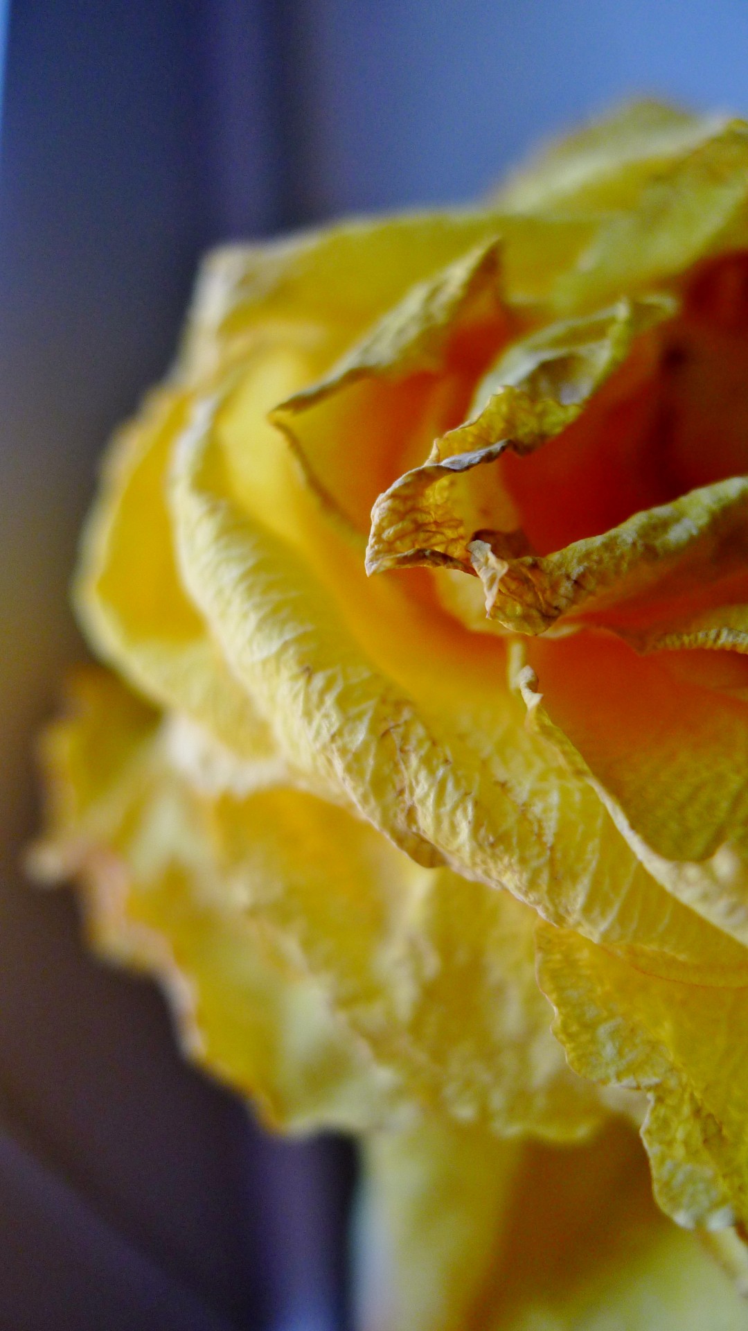 yellow flower petals free photo