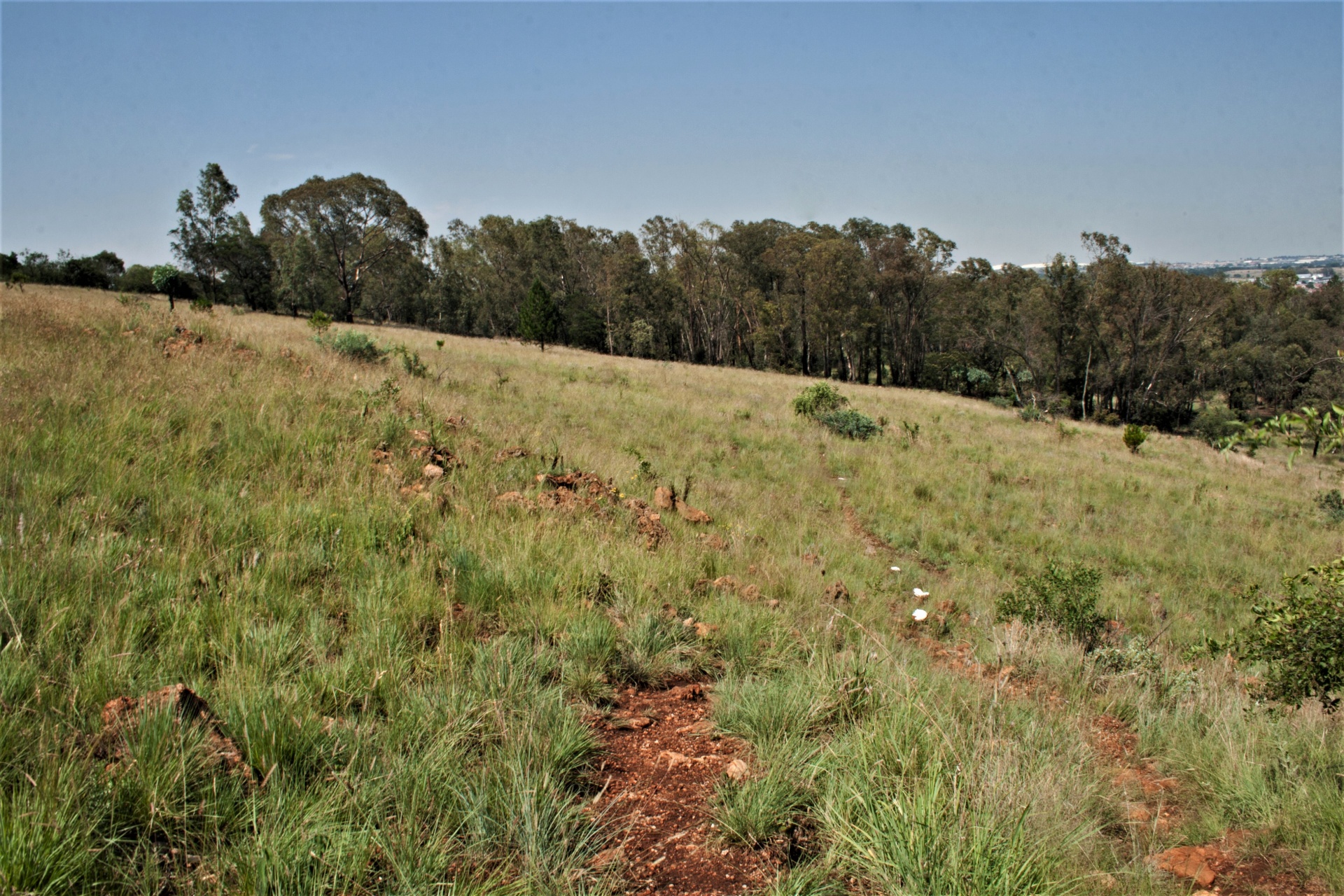 nature veld grass free photo