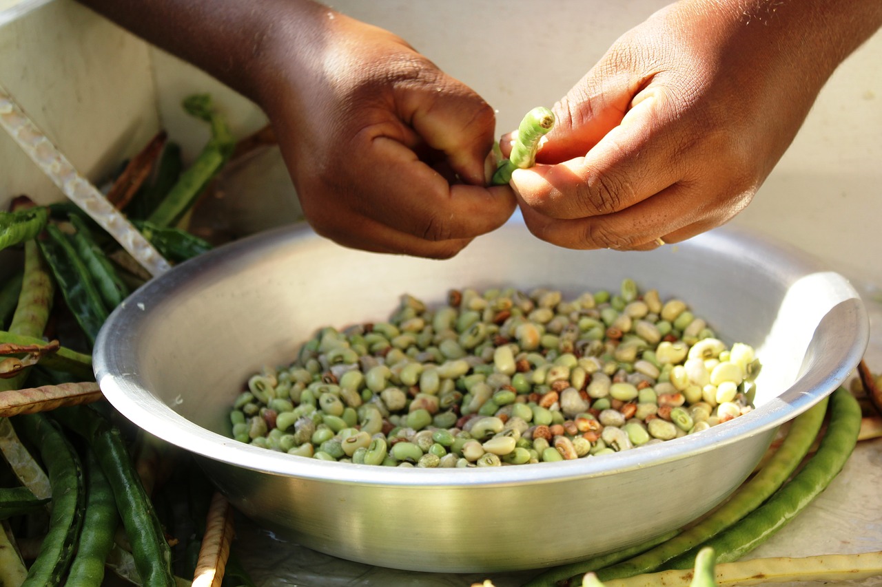 fair beans agriculture free photo