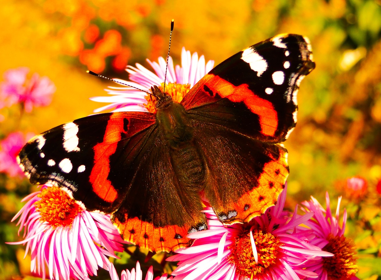 fair admiral  insect  butterfly day free photo