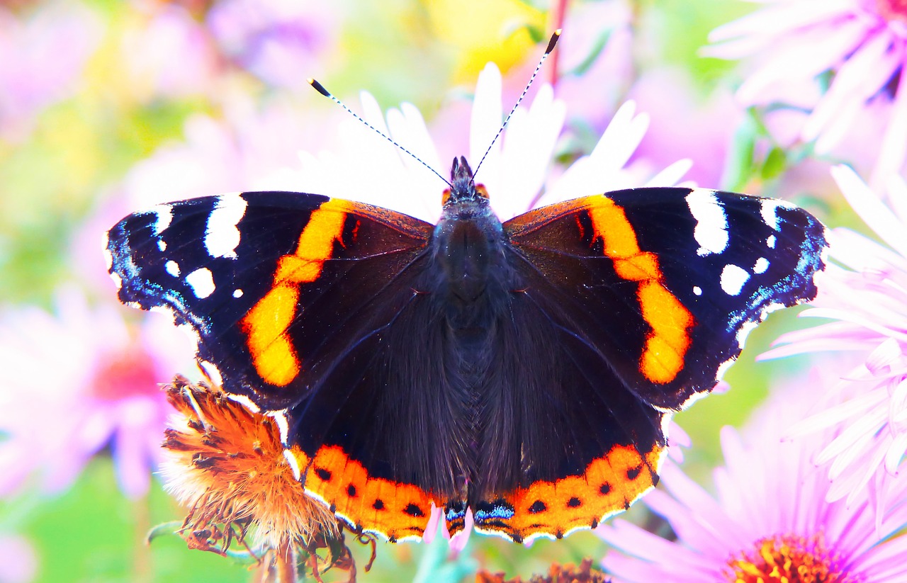 fair admiral  insect  butterfly day free photo