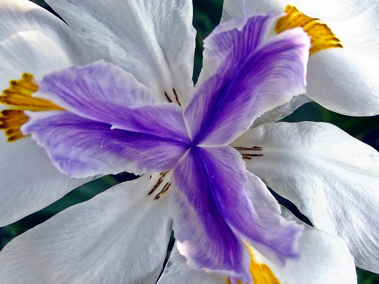 fairy iris flower flowers free photo