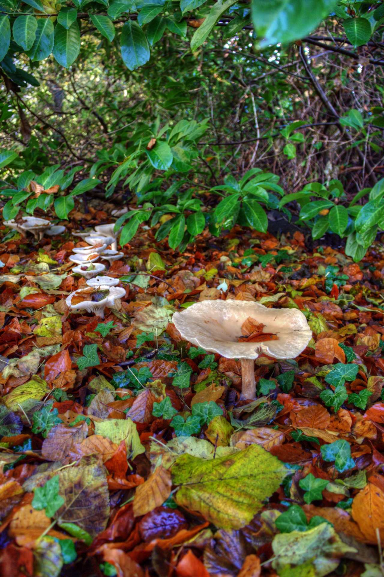 woodland mushrooms fairy ring free photo